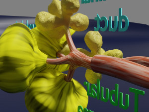 Breast duct sites and diseases 3D Модель
