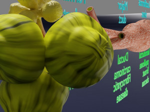 Breast duct sites and diseases 3D Модель