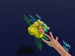 Breast duct sites and diseases 3D Модель