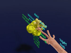 Breast duct sites and diseases 3D Model