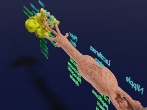 Breast duct sites and diseases 3D Модель