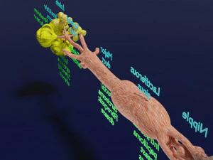 Breast duct sites and diseases 3D Model
