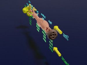 Breast duct sites and diseases 3D Модель