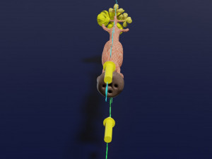Breast duct sites and diseases 3D Модель