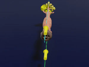 Breast duct sites and diseases 3D Model