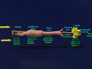 Breast duct sites and diseases 3D Модель