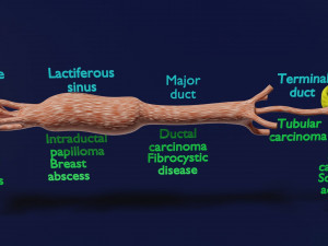 Breast duct sites and diseases 3D Модель