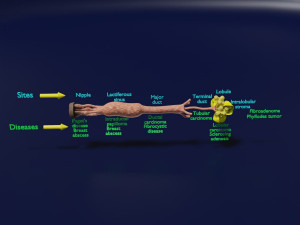 Breast duct sites and diseases 3D Модель