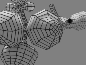 Breast duct sites and diseases 3D Model
