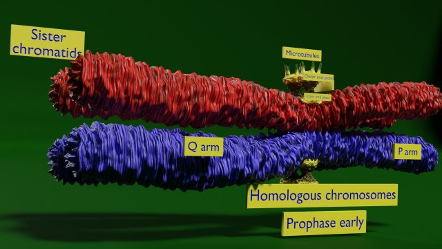 Chromosome homologous centromere kinetochore blender 3D 모델 .c4d .max .obj .3ds .fbx .stl .blend 
