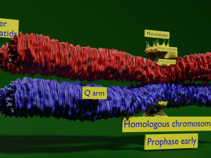 Chromosome homologous centromere kinetochore blender 3D Model
