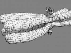 Chromosome homologous centromere kinetochore blender 3D 모델