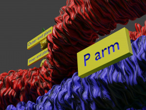 Chromosome homologous centromere kinetochore blender 3D 모델