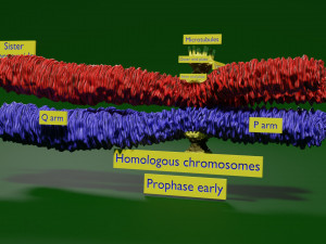 Chromosome homologous centromere kinetochore blender 3D 모델