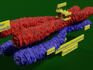 Chromosome homologous centromere kinetochore blender 3D 모델