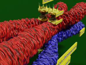 Chromosome homologous centromere kinetochore blender 3D 모델