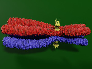 Chromosome homologous centromere kinetochore blender 3D 모델