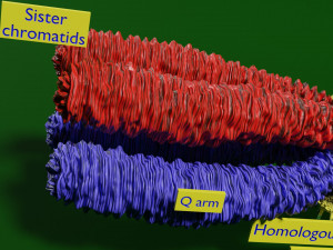 Chromosome homologous centromere kinetochore blender 3D 모델