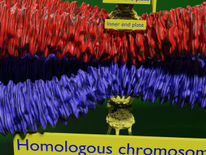 Chromosome homologous centromere kinetochore blender 3D 모델