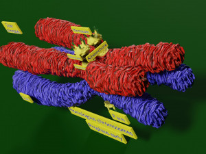 Chromosome homologous centromere kinetochore blender 3D 모델