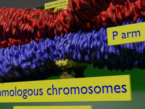 Chromosome homologous centromere kinetochore blender 3D 모델
