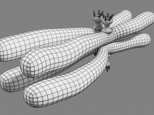 Chromosome homologous centromere kinetochore blender 3D 모델