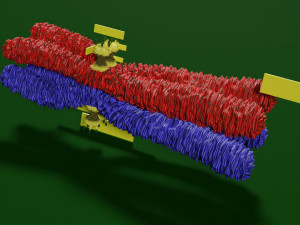 Chromosome homologous centromere kinetochore blender 3D 모델