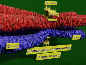 Chromosome homologous centromere kinetochore blender 3D 모델