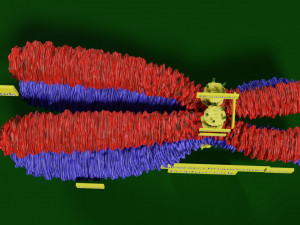 Chromosome homologous centromere kinetochore blender 3D 모델