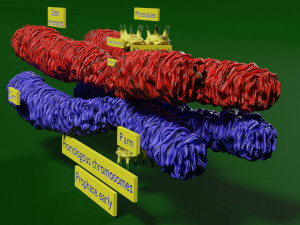 Chromosome homologous centromere kinetochore blender 3D 모델