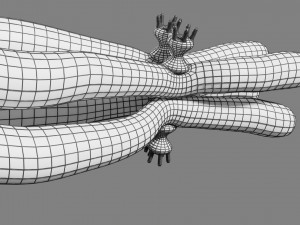 Chromosome homologous centromere kinetochore blender 3D 모델