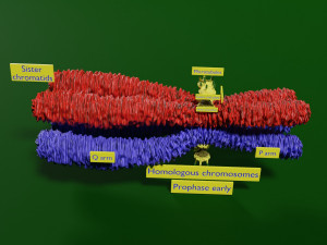 Chromosome homologous centromere kinetochore blender 3D 모델