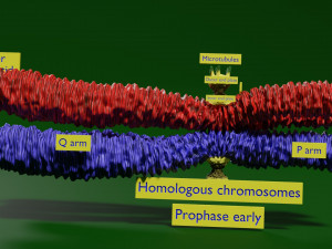 Chromosome homologous centromere kinetochore blender 3D 모델