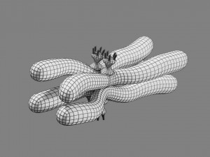 Chromosome homologous centromere kinetochore blender 3D 모델