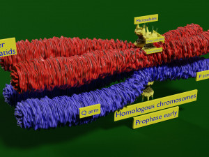 Chromosome homologous centromere kinetochore blender 3D 모델