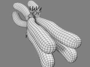 Chromosome homologous centromere kinetochore blender 3D 모델