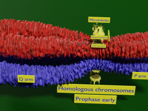 Chromosome homologous centromere kinetochore blender 3D 모델