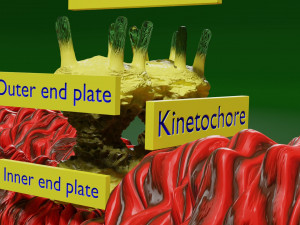 Chromosome homologous centromere kinetochore blender 3D 모델