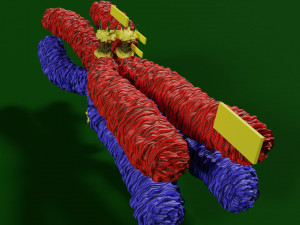 Chromosome homologous centromere kinetochore blender 3D 모델