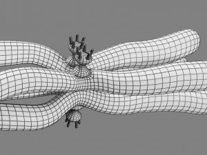 Chromosome homologous centromere kinetochore blender 3D 모델