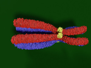 Chromosome homologous centromere kinetochore blender 3D 모델