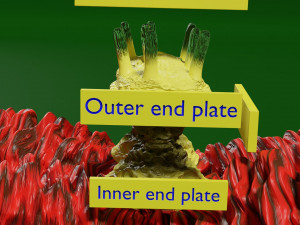 Chromosome homologous centromere kinetochore blender 3D 모델