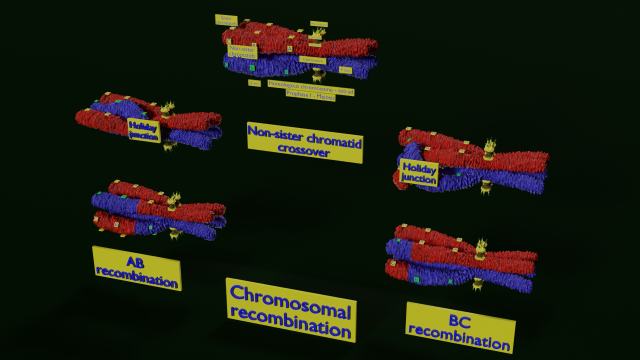 Chromosome genetic recombination blender 3d 3D मॉडल .c4d .max .obj .3ds .fbx .stl .blend 