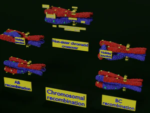 Frullatore 3d per la ricombinazione genetica dei cromosomi Modello 3D