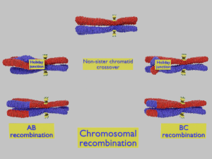 Chromosome genetic recombination blender 3d 3D मॉडल