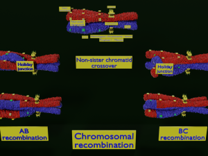 Chromosome genetic recombination blender 3d 3D मॉडल