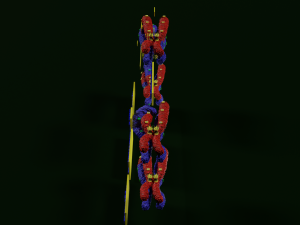 Chromosome genetic recombination blender 3d 3D मॉडल