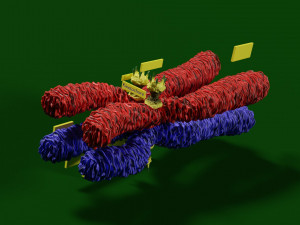 Chromosome genetic recombination blender 3d 3D मॉडल