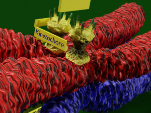 Chromosome genetic recombination blender 3d 3D मॉडल