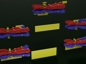 Chromosome genetic recombination blender 3d 3D मॉडल
